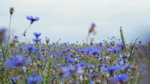 Bees flying over the top of blue meadow knapweed wildflowers in the floral Stock Footage 104877479