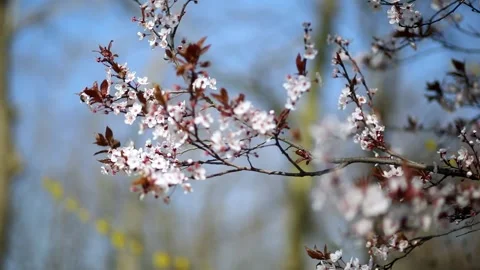 Bees flying over tree branch in full bloom on a spring day Stock Footage 317754459