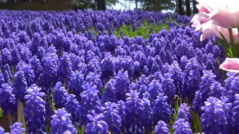 Bees flying over tulips and flowers Stock Footage 171129640