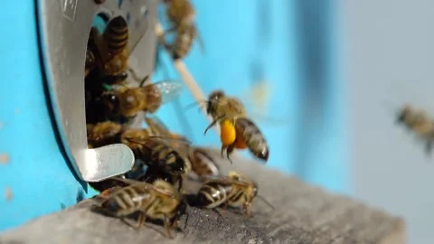 Bees flying with pollen on paws, close-up view, slow-motion Vidéo 136291729