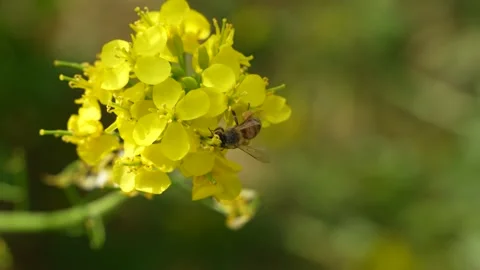 Bees flying in rapeseed field Stock Footage 187468695