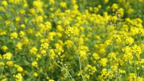Bees flying in rapeseed field 库存影片 187469753