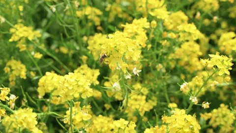 Bees flying in rapeseed field Stock Footage 187470757
