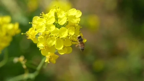 Bees flying in rapeseed field Stock Footage 187473379