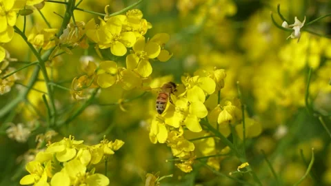 Bees flying in rapeseed field Stock Footage 187475734