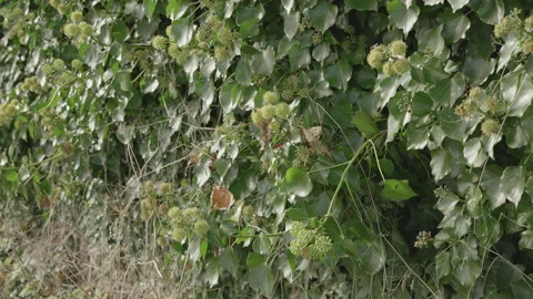 Bee's Flying round hive Slow Motion Видео 200956488