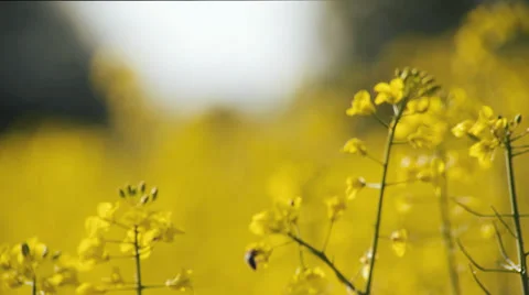 Bees - Flying in slow motion with focus Stock Footage