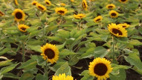 Bees flying to sunflower field Vídeo Stock 108429356