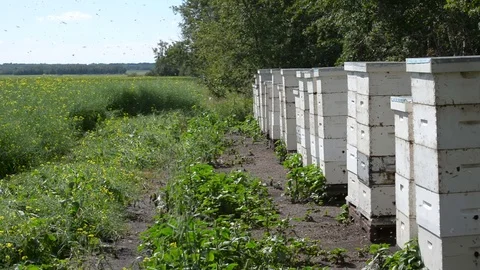 Bees flying into their hives on a warm summer day Stock Footage 74282094