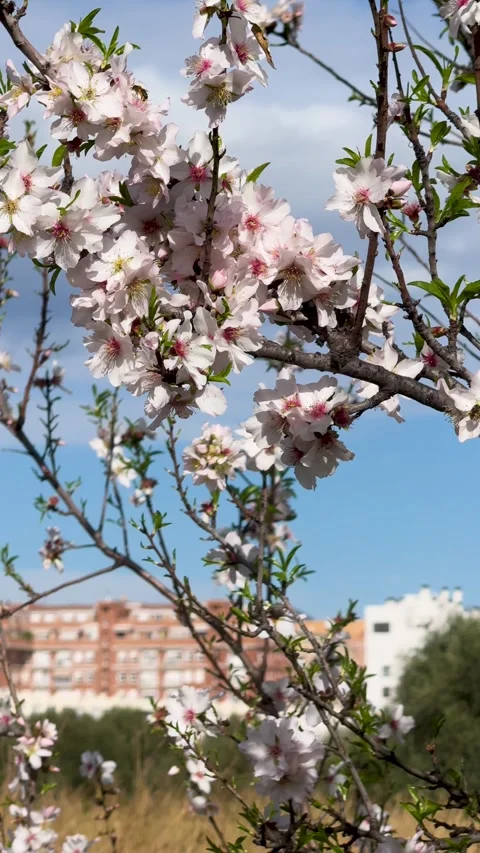 Bees flying in tree flowers in spring Stock Footage 334232252
