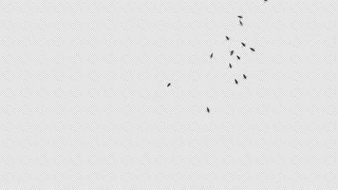 Bees Flying VFX Element 3D Animation with Alpha Channel Transparency Stock Footage 302815634