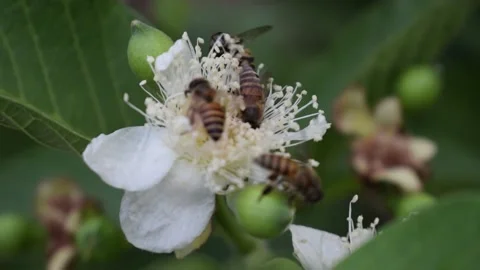 Bees flying on white flowers Stock Footage 239310918