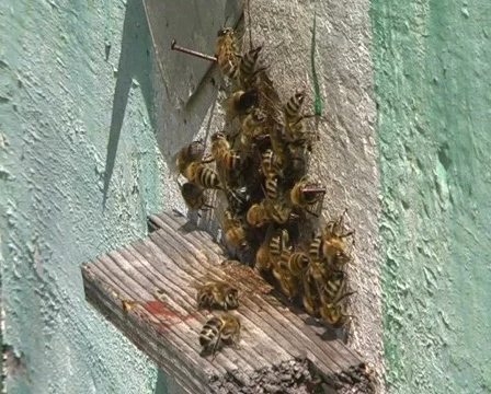 Bees Stock Footage 354934