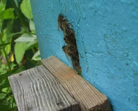 Bees Stock Footage 354943
