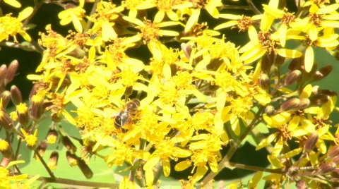 Bees Stock Footage 458150