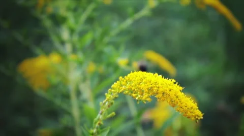 Bees Stock Footage 912437