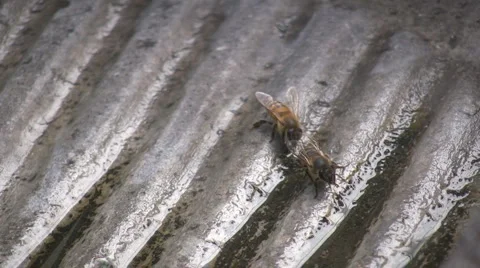 Bees Stock-Footage 4264322