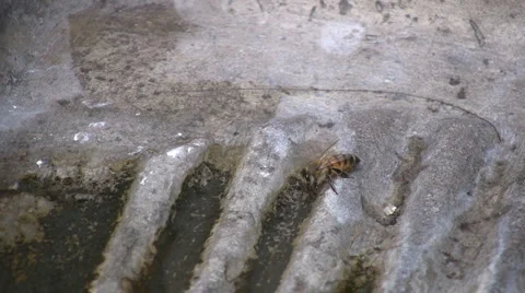 Bees Stock-Footage 4273659
