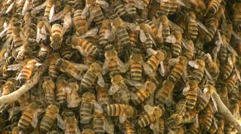 Bees Vidéo 7907688