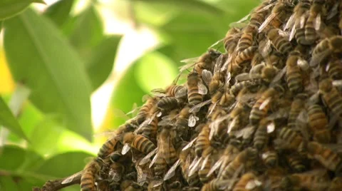 Bees Video stock 7907740