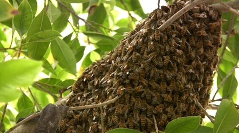 Bees Vidéo 7907829
