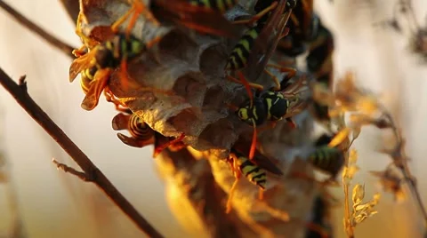 Bees Stock Footage 8648353