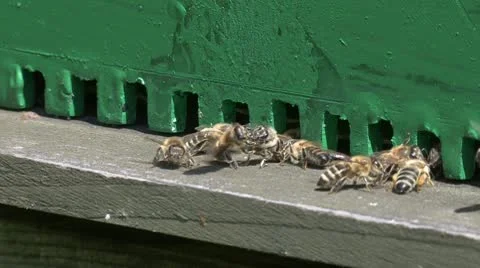 Bees 動画素材 9507451