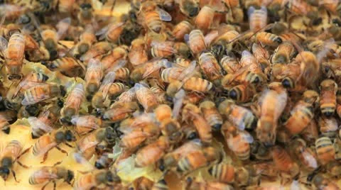 Bees Stock Footage