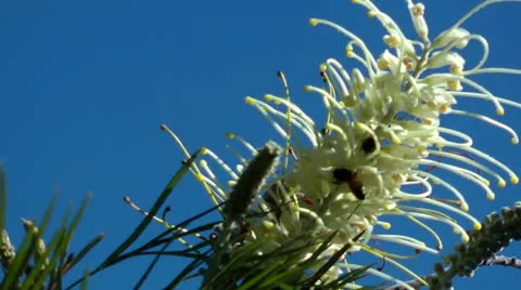 Bees Vídeo Stock 11365797