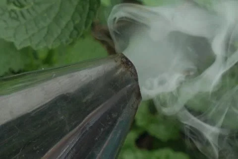 Bees Stock Footage 11405175