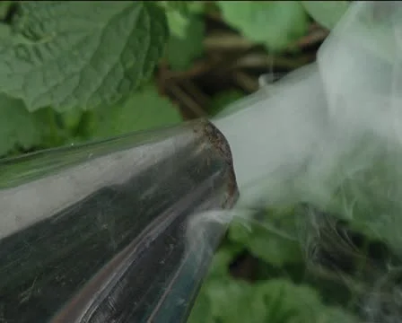 Bees Stock Footage 11405191