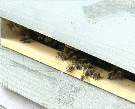 Bees Stock Footage 11405208