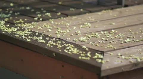 Bees Stock Footage 11464058