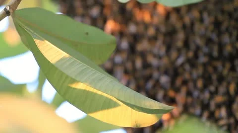Bees Video stock 18164862