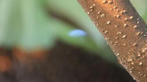 Bees Stock Footage 18173863