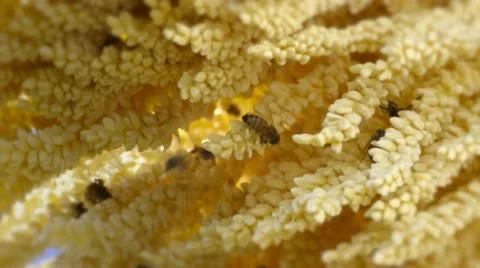 Bees Stock Footage 22417525