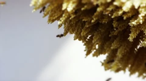 Bees Stock Footage 22417596