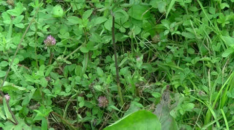 Bees Video stock 27118447