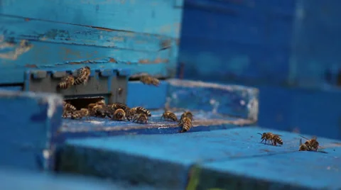 Bees Video stock 30920129