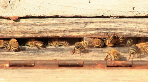 Bees Stock Footage 31400951