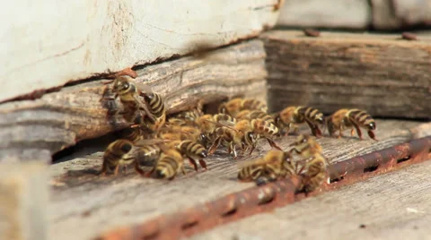 Bees Stock Footage 31401640