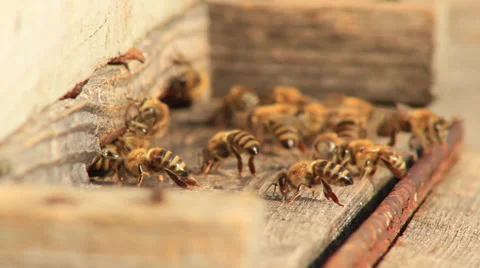 Bees Stock Footage 31401748