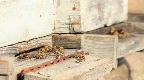 Bees Stock-Footage 31401798