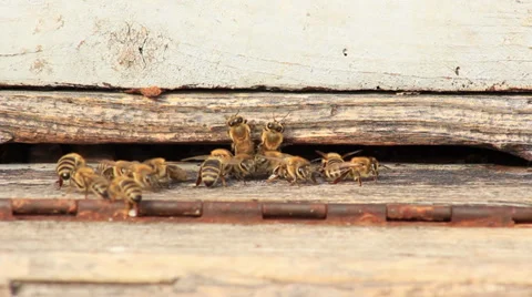 Bees Vídeo Stock 31414885
