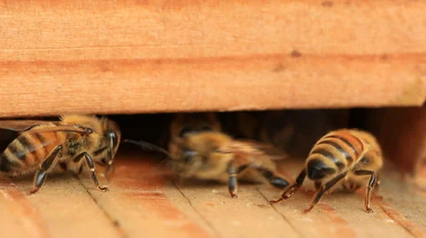 Bees Stock Footage 31869918