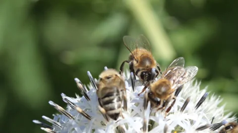 Bees Stock Footage 32282627