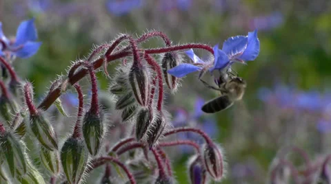 Bees Stock Footage 35738507