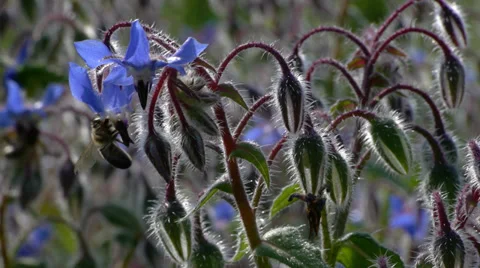 Bees Stock Footage 35739398