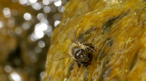 Bees Stock Footage 35740852