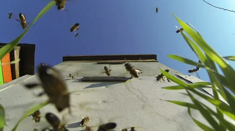 Bees Stock Footage 36177211